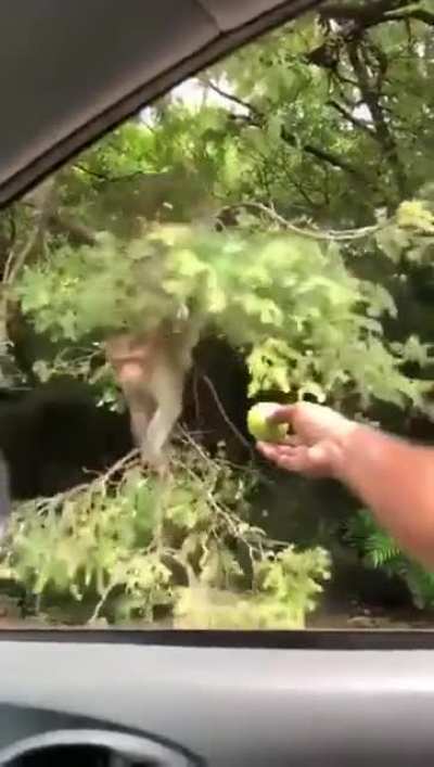 monkey really wants that apple.