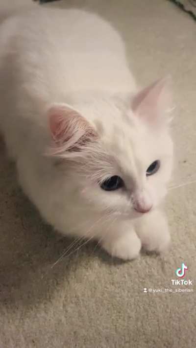 Half cat / half duck 🦆