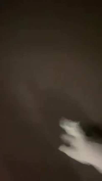 Friend sent this video of his dog, we made him notice the puddle that appears and now we are all confused. He says he didn't move and didn't notice.