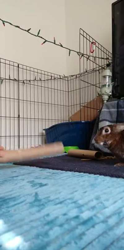 Holly loves to play!!