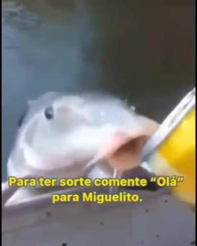 Olá Miguelito