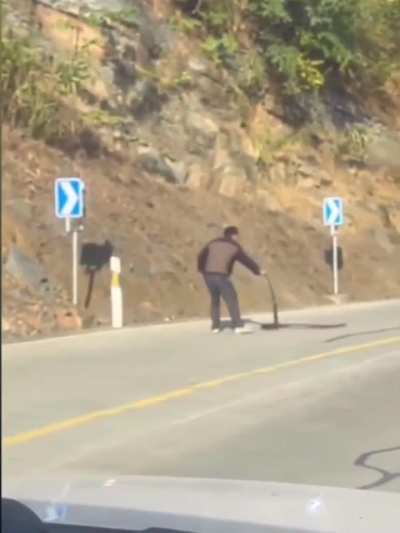Man wrestling with a King Cobra in the middle of the street.