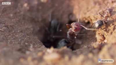 Nature documentary