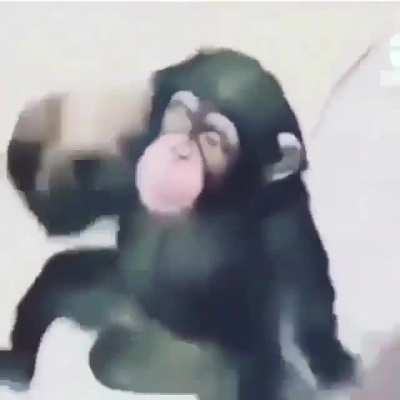 MONKEY 🐵