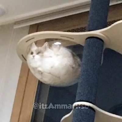 As imagens de gato ingressado
