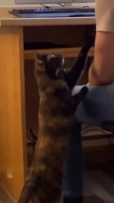 Cat. Pet the damn Cat.