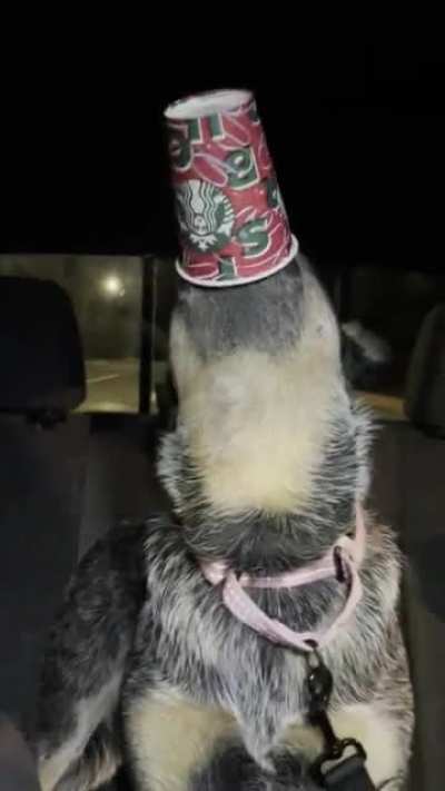 Her first Puppuccino