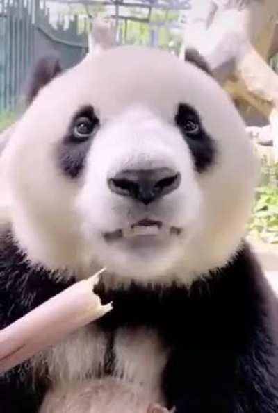 Panda eating bamboo