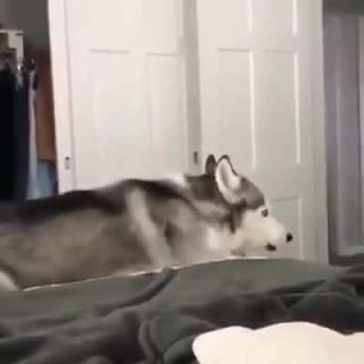 O doguinho do Goku