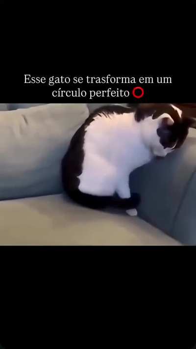 Esse gato se transforma em um círculo perfeito