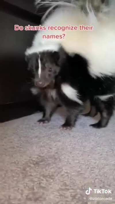 a floofy surprise