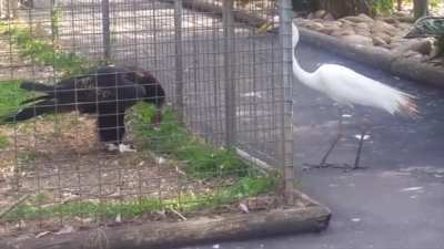 Zoo eagle uses food as bait to capture Crane. 