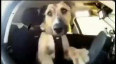 Trabant drifting by Dog Pro driver 😎😎
