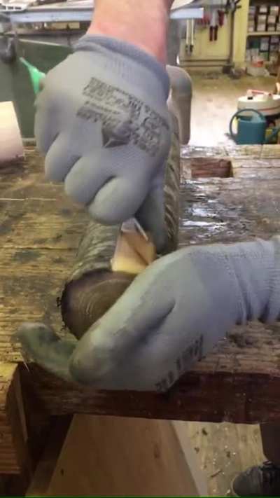 A piece of wood with a perfectly removed bark