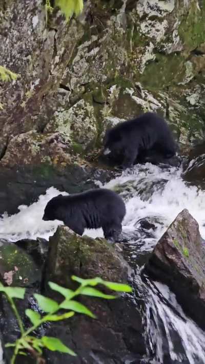 Mama Black Bear & Two Cubs on Waterfall