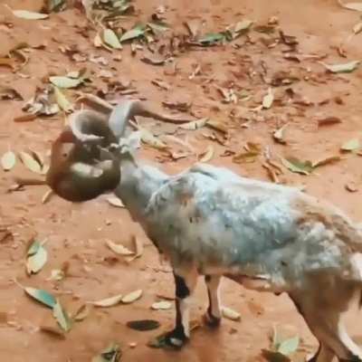 Little monkey playing around with a patient goat