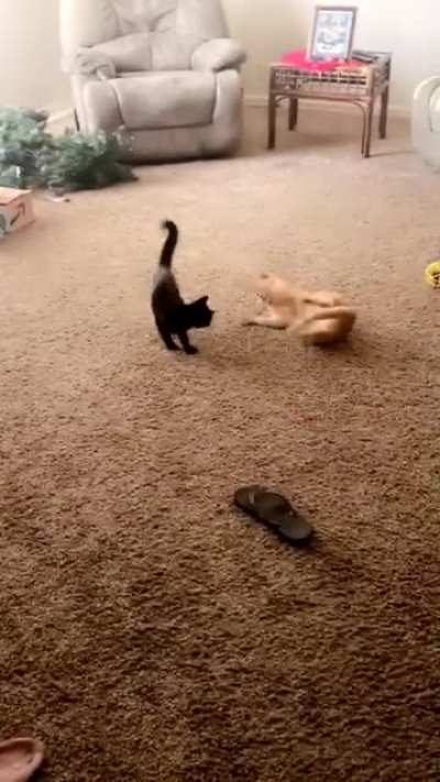 *thwap*