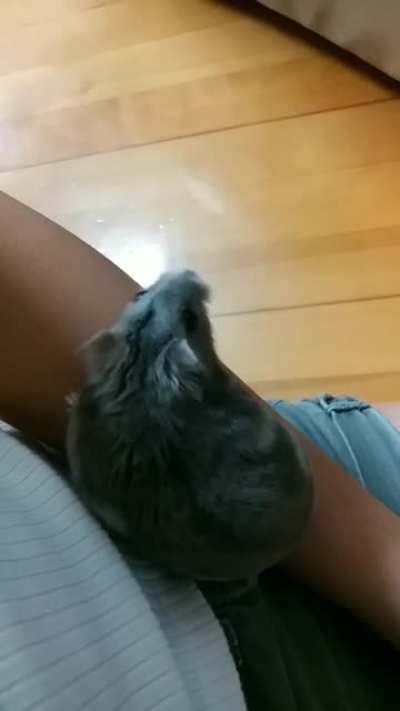 Wind up to scream thanks to hamster