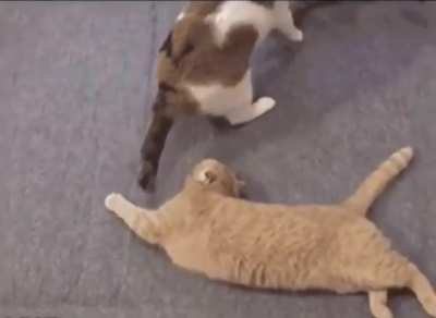 The tabby and I are on the same wavelength