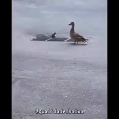 Blursed_Ducklings (loud)