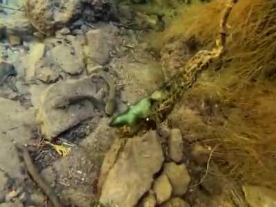 Hace dos semanas visitamos una reserva en la Sierra Gorda de Querétaro y pudimos ver Axolotls en su hábitat natural.