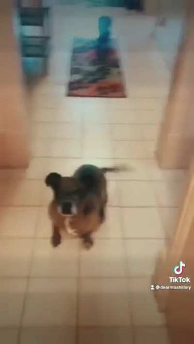 Dog dance moves