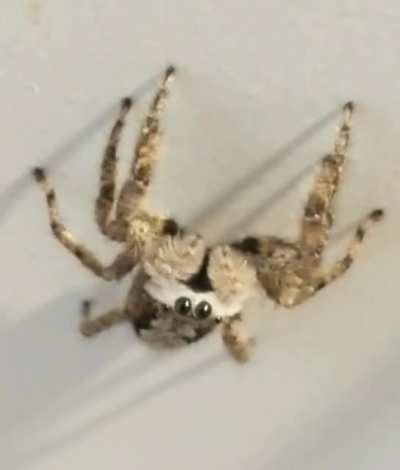 Jumping spider looking for some breakfast in my kitchen this morning