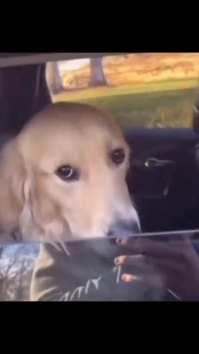 Such a Good Boi!