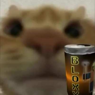 Gato