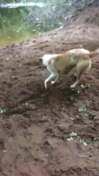 This doggo has invented a new game