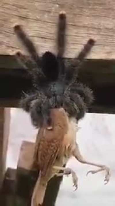 RIP bird