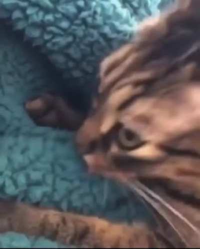 Cat licking blanket