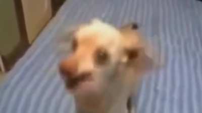 Nunca bote drogas na ração do seu cachorro