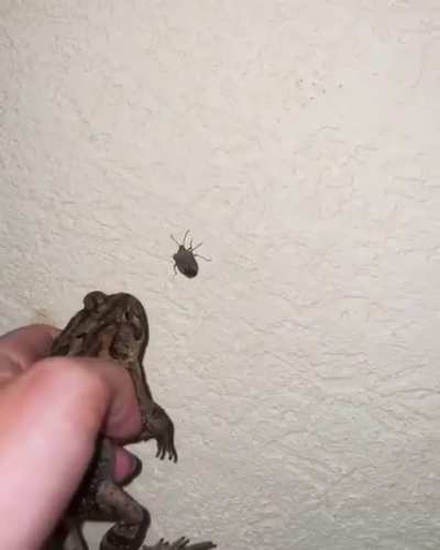 Do not mess with the toad!