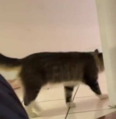 my sister caught our cat spinning on video 💀