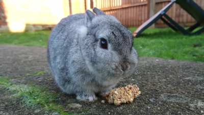 Netherland Dwarf eating treat.