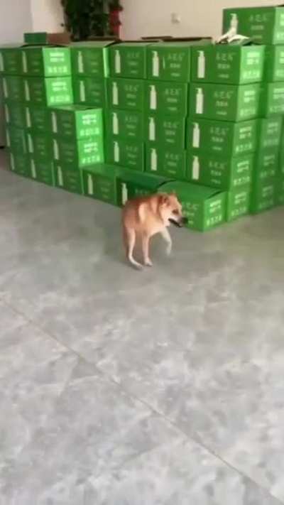 This dog was born with short spine syndrome😔.. but that won't get him down