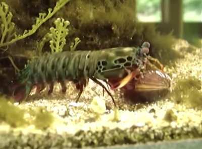 Mantis shrimp destroys a clam