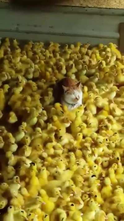 Infiltration in enemy hideout successful. They don't suspect a thing.