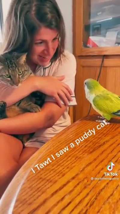 Puddy Cat