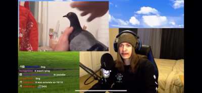 It is Wednesday my dudes