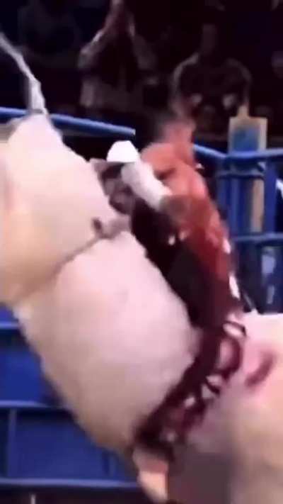 El Macho...