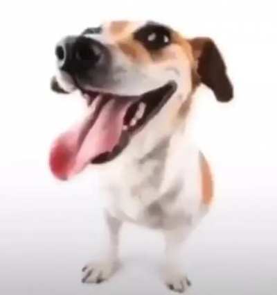 What da dog doing?