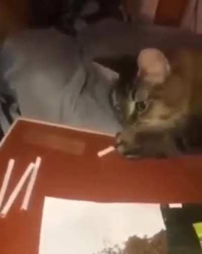 When the catnip hits 🔥 
