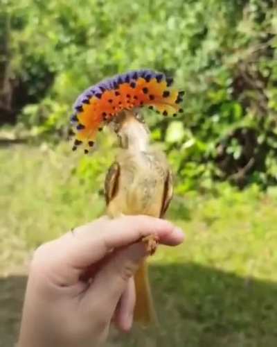 Птичка в 