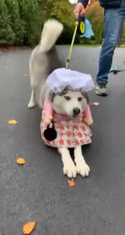 Happy Halloween from Kota - The Big Bad Wolf