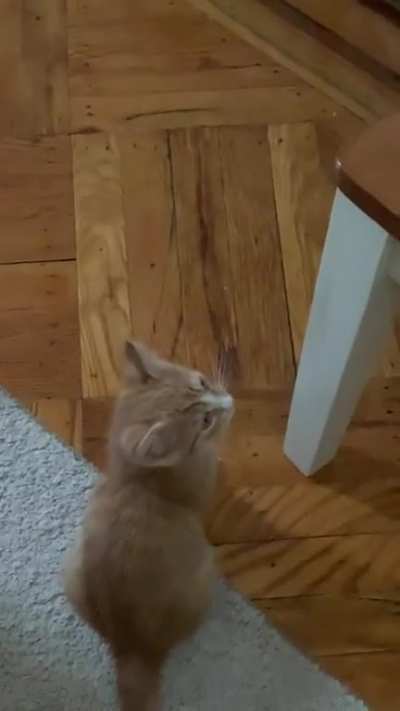 Hungry yelling