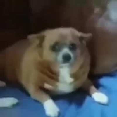 What da dog doin