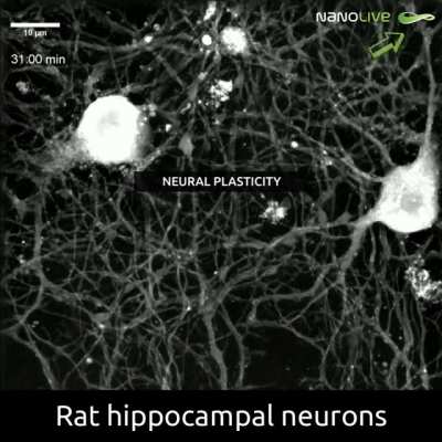 neuro