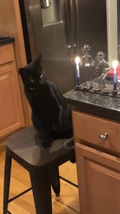 Cat loves scented candle.
